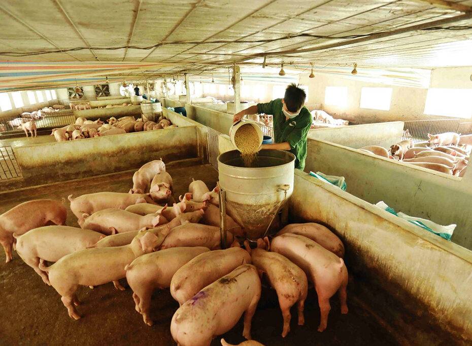 Camera năng lượng mặt trời cho trang trại chăn nuôi